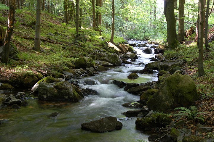 Benefits of a Working Forest, Quality Water